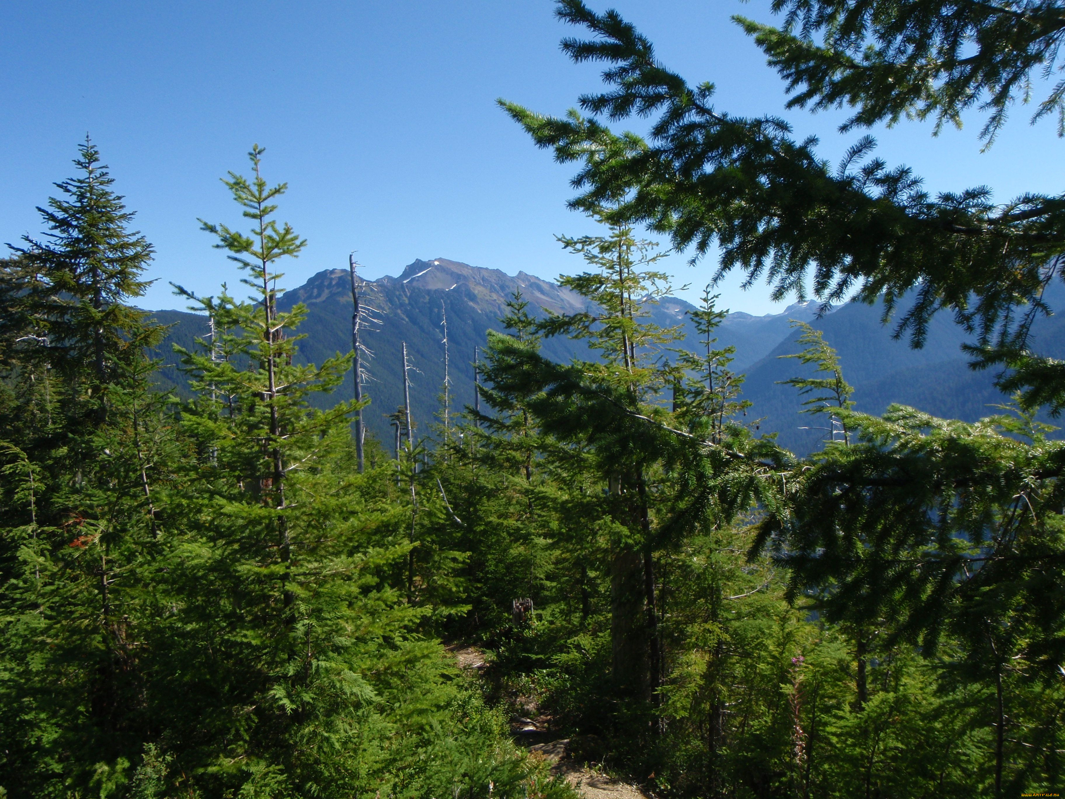 olympic, national, park, , , , 